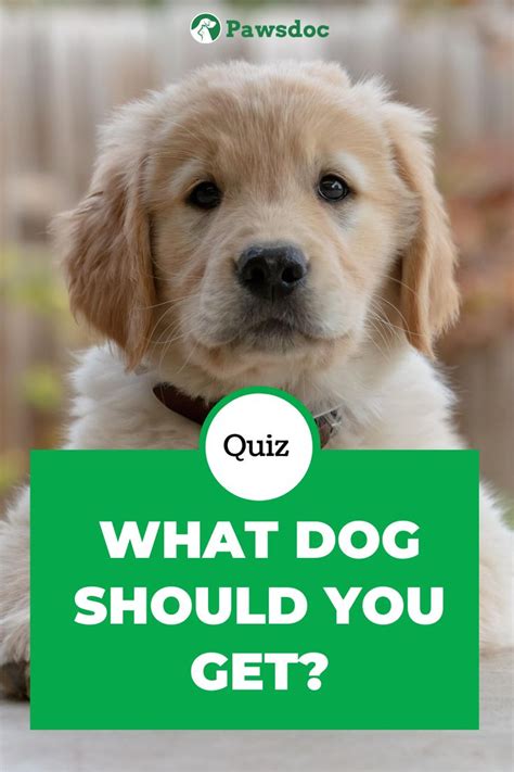 which dog breed should i get quiz.